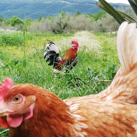 ホテル Eco Camp Supot Šmarje エクステリア 写真