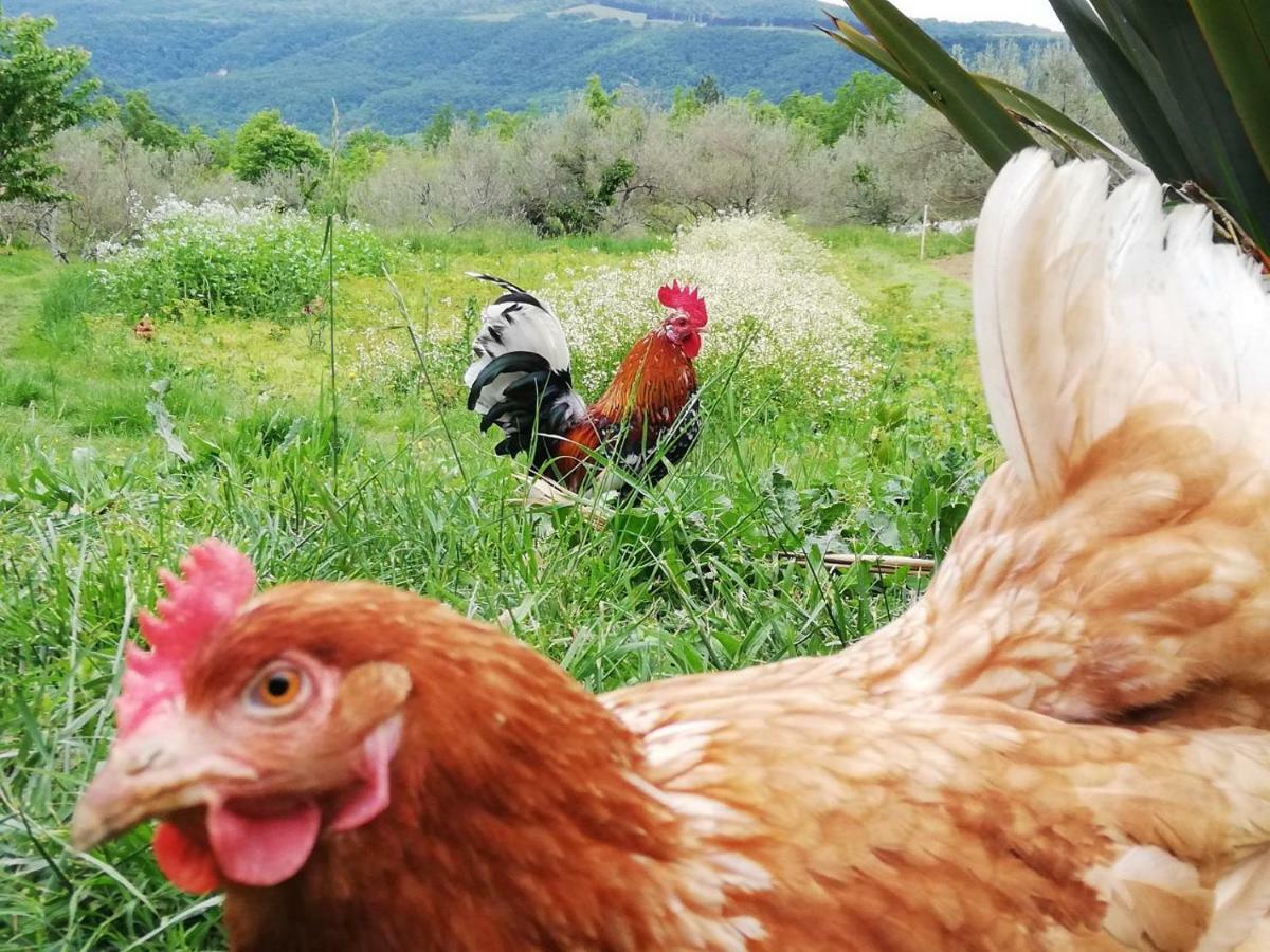 ホテル Eco Camp Supot Šmarje エクステリア 写真
